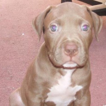 Markers Marzz Pit Bull front.jpg